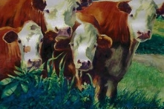 FOUR HEREFORDS - 29 X 36 - WATERCOLOR - $600
