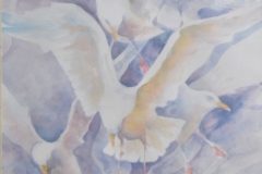 GULLS #5 - 29 X 22 - WATERCOLOR - $600