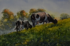 HOLSTEINS GRAZING #2 - 18 X 22 - WATERCOLOR - $300