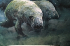 MANATEES-22-X-29-WATERCOLOR-600