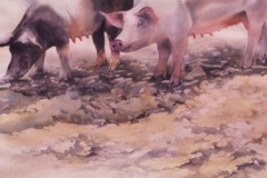 PIGS #2 - 29 X 36 - WATERCOLOR - $700