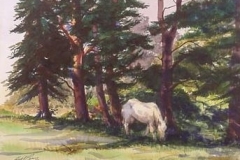 THE WHITE HORSE - 18 X 22 - WATERCOLOR - $200