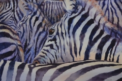 ZEBRAS #2 - 29 X 36 - WATERCOLOR - $600