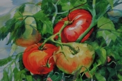 FOUR TOMATOES - 22 X 29 - WATERCOLOR - $300