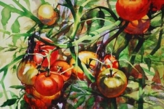 TOMATO TANGLE - 22 X 29 - WATERCOLOR - $400