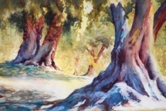ANCIENT OLIVE TREES - 22 X 29 - WATERCOLOR - $400