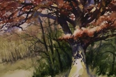 BIG OAK ON WHITESTOWN - 22 X 29 - WATERCOLOR - $400