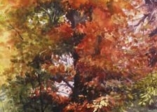 FALL GLORY - 22 X 18 - WATERCOLOR - $300
