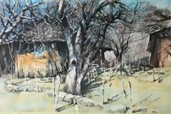OLD-PEAR-TREE-WATERCOLOR-14X21-MOUNTED-500