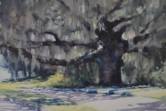 SPANISH MOSS - 18 X 22 - WATERCOLOR - $250.