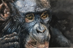 CHIMPANZEE-22-X-29-WATERCOLOR-400