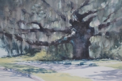 LIVE OAK - 11 X 18 - WATERCOLOR - $300