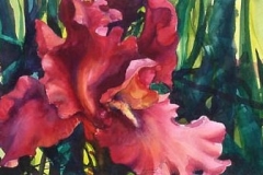 RED IRIS - 22 X 29 - WATERCOLOR - $300