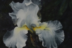 WHITE IRIS #2 - 18 X 22 - WATERCOLOR - $300