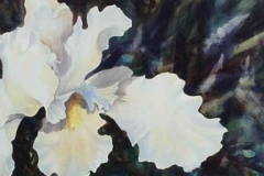 WHITE IRIS - 22 X 29 - WATERCOLOR - $300